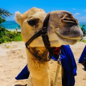 Camello + DayPass + Transporte